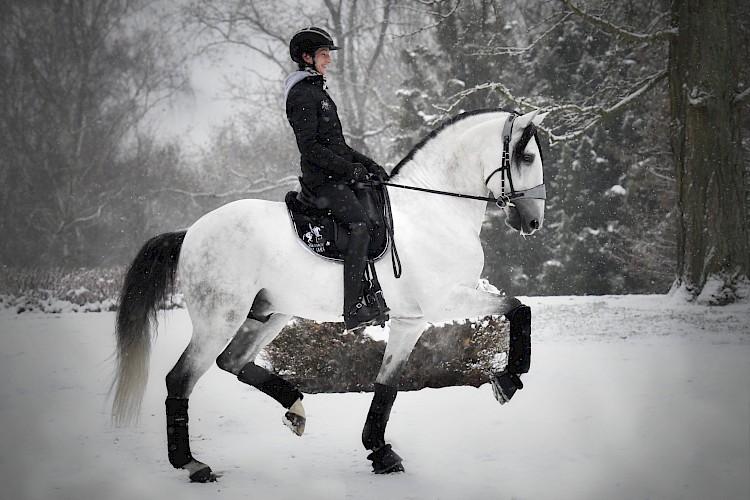 Cheval Ami – Equitrense® CLASSIC