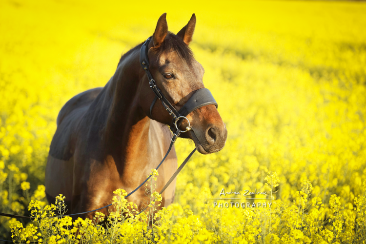 Cheval Ami – Equitrense® CLASSIC