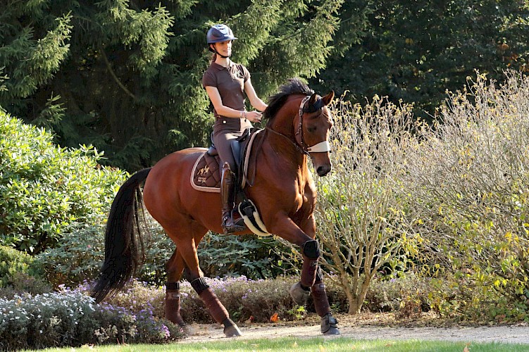 Cheval Ami – Equitrense® CLASSIC