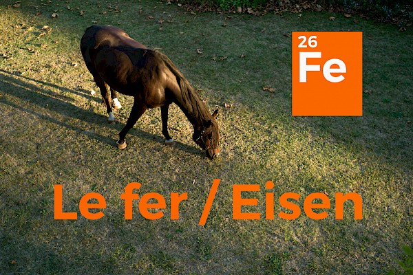 Cheval Ami – Gedanken über Eisen in der Pferdefütterung