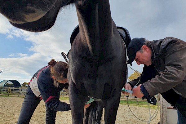 Cheval Ami – Ergebnisse der Druckmessungen am Equigurt