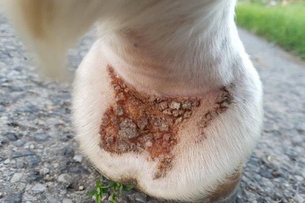 Cheval Ami – Mauke, Raspe & Co