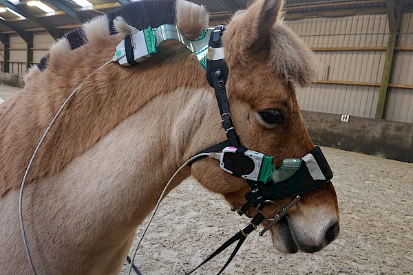 Cheval Ami – Ergebnisse der Druckmessungen an der Equitrense®
