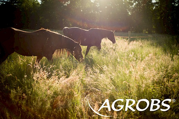 Cheval Ami – About Agrobs®