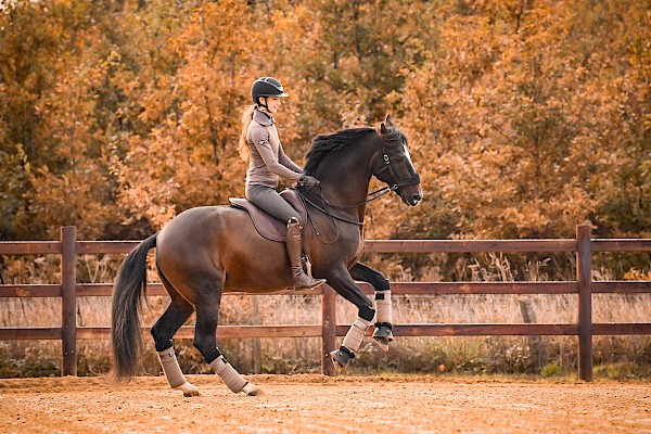 Cheval Ami – About LaBona