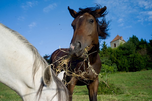 Cheval Ami – About Relax Biocare