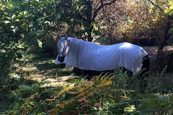 Cheval Ami – Das Sommerekzem