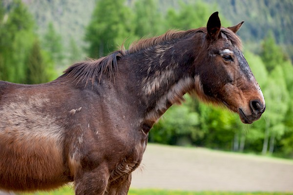 Cheval Ami – Fütterung und Equines Cushing Syndrom / PPID