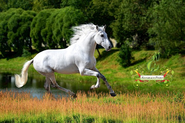 Cheval Ami – Wunderbar: Artgerechtes Pferdefutter mit Herz und Biozertifizierung!