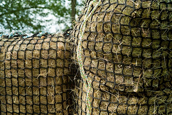 Cheval Ami – Blutanalysen vs. Heuanalysen - den Versorgungsstatus sicher feststellen