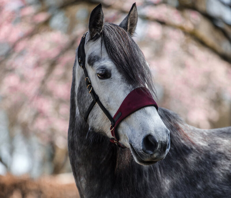 Equimero® UNIQUE