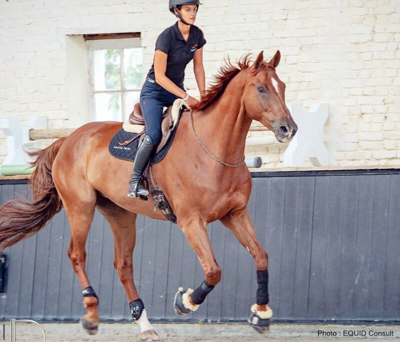 Sporthorses