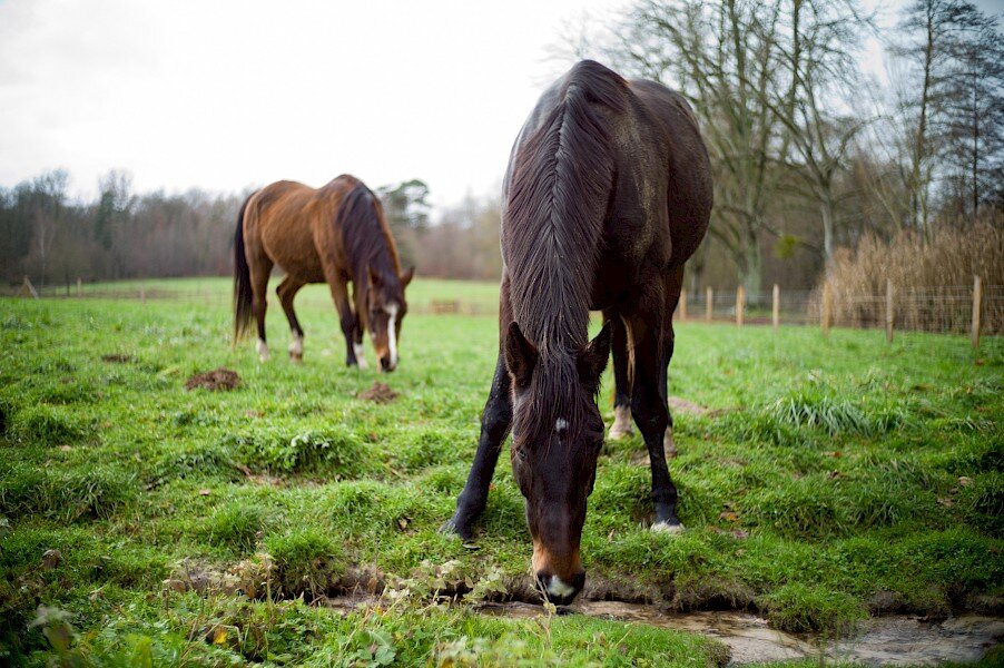 Alimentation Bio pour chevaux de NATÜRLICH PFERD - Pourquoi &quot;Bio&quot;? - 