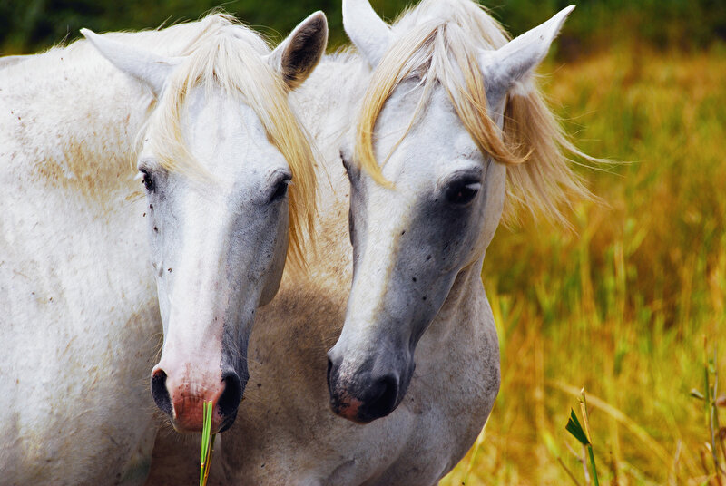 The proper feeding of horses with PSSM - 