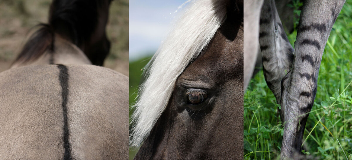 Mérilver - Breeding special equine coat colors and so much more - 