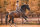 LaBona DRESSAGE II Brown leather