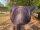 LaBona DRESSAGE II Brown leather