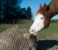 Haynet // Bag with rope Size "S" ( 0m90 x 1m10 with short side opening)-Mesh 30mm / PP 4mm-Green