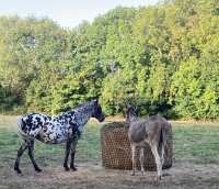 Haynet for Round bales Type 1 Size "M" ( Ø 1m50 + length of sides 1m40)-Mesh 30 mm / PP 4 mm-Green