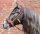Sangles "Bitless Bridle"