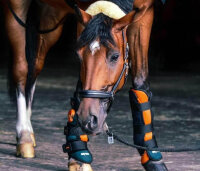 BEMER for rent (Horse)