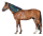 BEMER for rent (Horse)