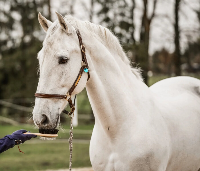 Mane- and Tail Brush MATHILDA