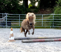 Duplo Classic PONEY // Paire