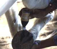 067 Ozone Hoof Guard – Ozonised hoof care oil