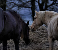 Filet à Foin // Balle ronde Type 2 Taille "L" ( Ø 1m70 + longueur des côtés 2m60)-Mailles de 38 mm / PPhr 5 mm-Vert