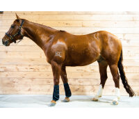 Horseware® Ice-Vibe® Boots