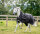 Rambo® Wug 50g Schwarz/Gewittergrau & Silber-Rückenlänge 115cm (C-D) / Körperlänge 168cm 66” (A-B)