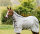 Rambo® Protector Plus Silver/Navy, White & Beige-Back length 145 cm (C-D) / Body length 198 cm 78” (A-B)
