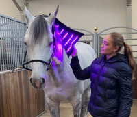 Equine LTS 3.0 Beinpad 1 Stk