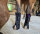 Equine LTS 3.0 Guêtre de luminothérapie 2 pcs