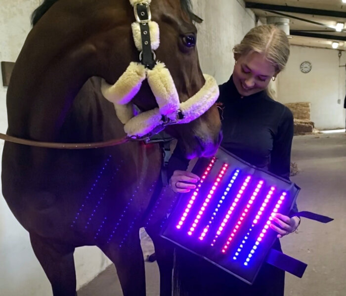 Equine LTS Supreme Beinpad 1 Stk