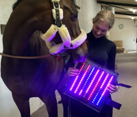 Equine LTS Supreme Beinpad 1 Stk