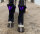 Equine LTS Supreme Beinpad 1 Stk