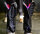 Equine LTS Supreme Beinpad 1 Stk