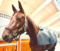 Equine LTS R-Serie Topline Action Pad de luminothérapie