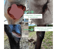 Ozone Super Guard (Huile ozonée, saturée) 250 ml