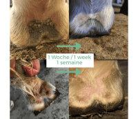 Ozone Mud Guard (Ozonisisertes Öl, 30%) 250ml