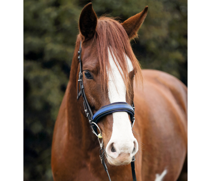 Slim Noseband (for Equitrense®)