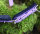 Slim Noseband (for Equitrense®)