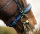 Slim Noseband (for Equitrense®)