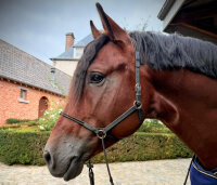 BitlessBridle Alizée by Equimero