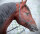 BitlessBridle Alizée by Equimero