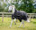 Rambo® Wug 0g Navy/ Hunter Green & Silver-Back length 125cm (CD) / Body length 175cm 69" (A-B)