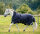 Rambo® Wug 0g Navy/ Jagdgrün & Silber-Rückenlänge 165cm (CD) / Körperlänge 221cm 87" (A-B)