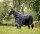 Rambo® Optimo Plus 0g Navy / Gris dorage & Argent-Longueur du dos 140cm (CD) / Longueur du corps 191cm 75" (A-B)
